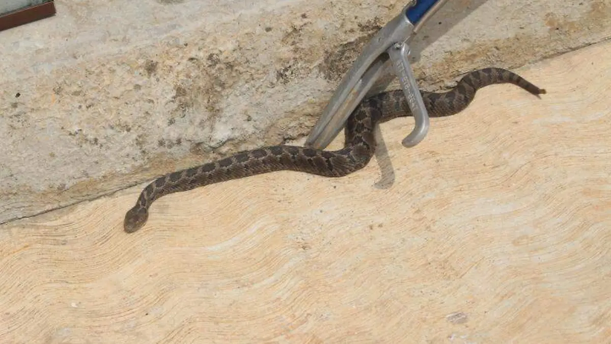 Víbora de cascabel (4)