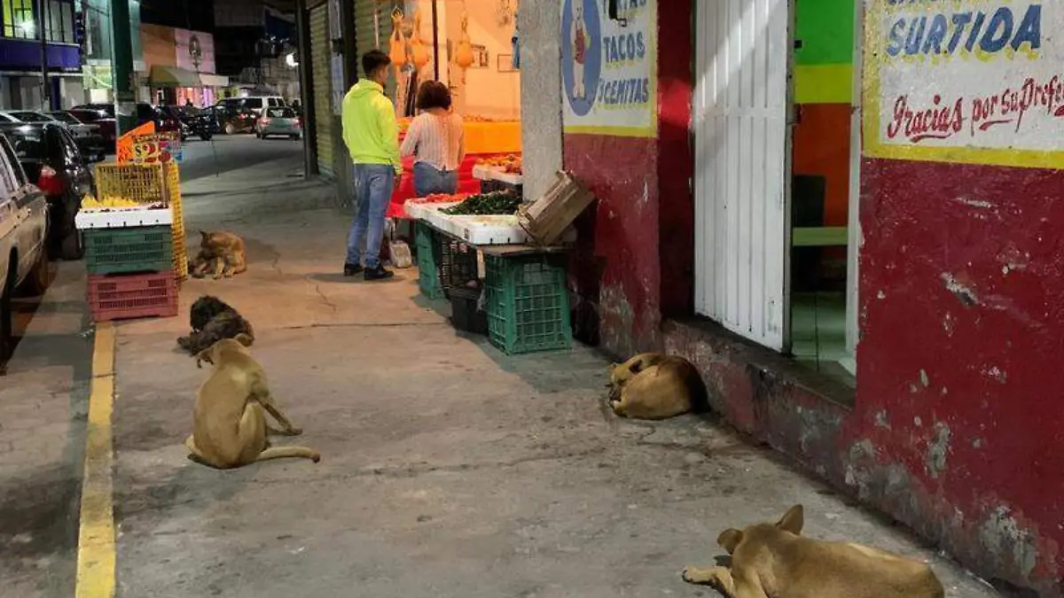 PERROS CHIAUTEMPAN