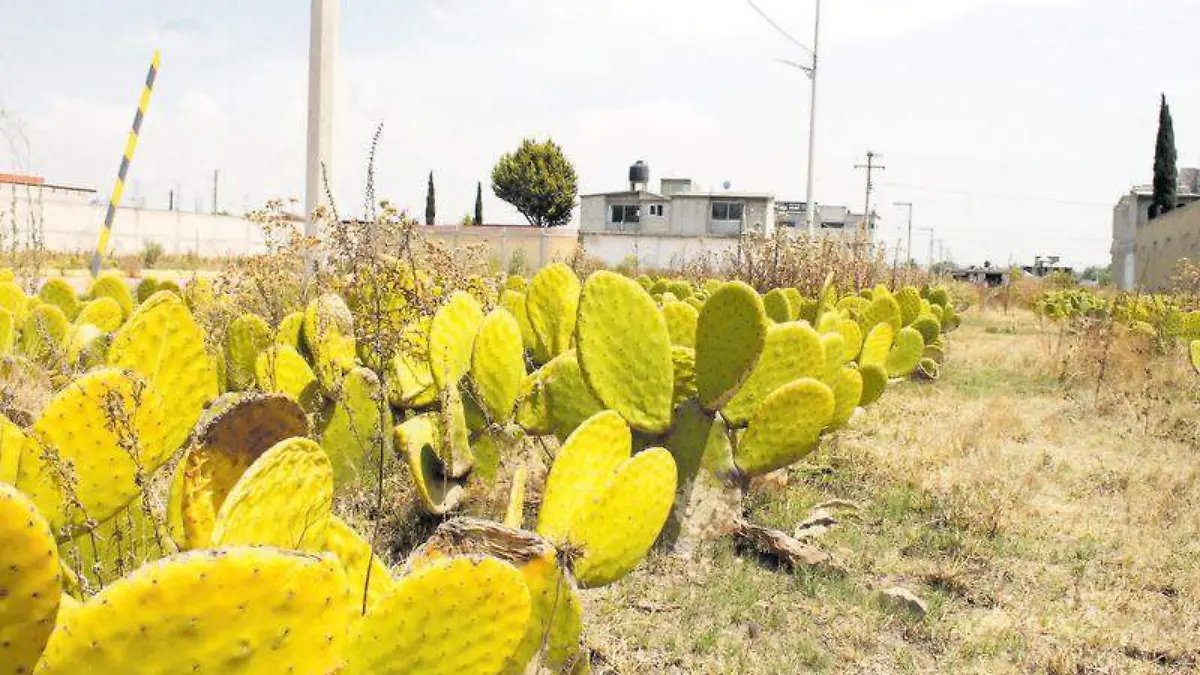 Nopales