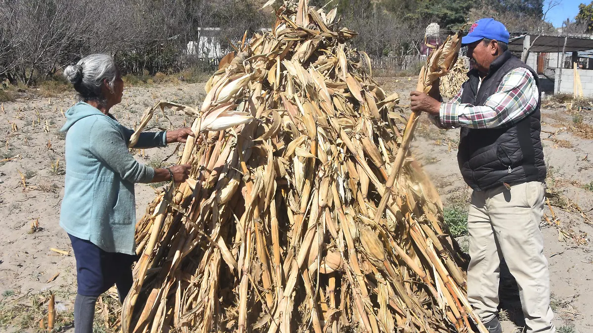 semillas, maíz, campo, campesinos