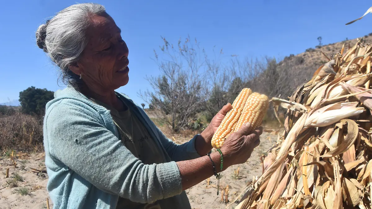 maíz, campo, cosecha