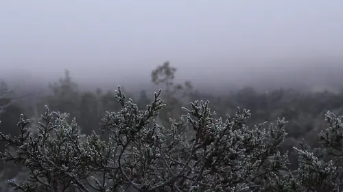 FRIO (1)
