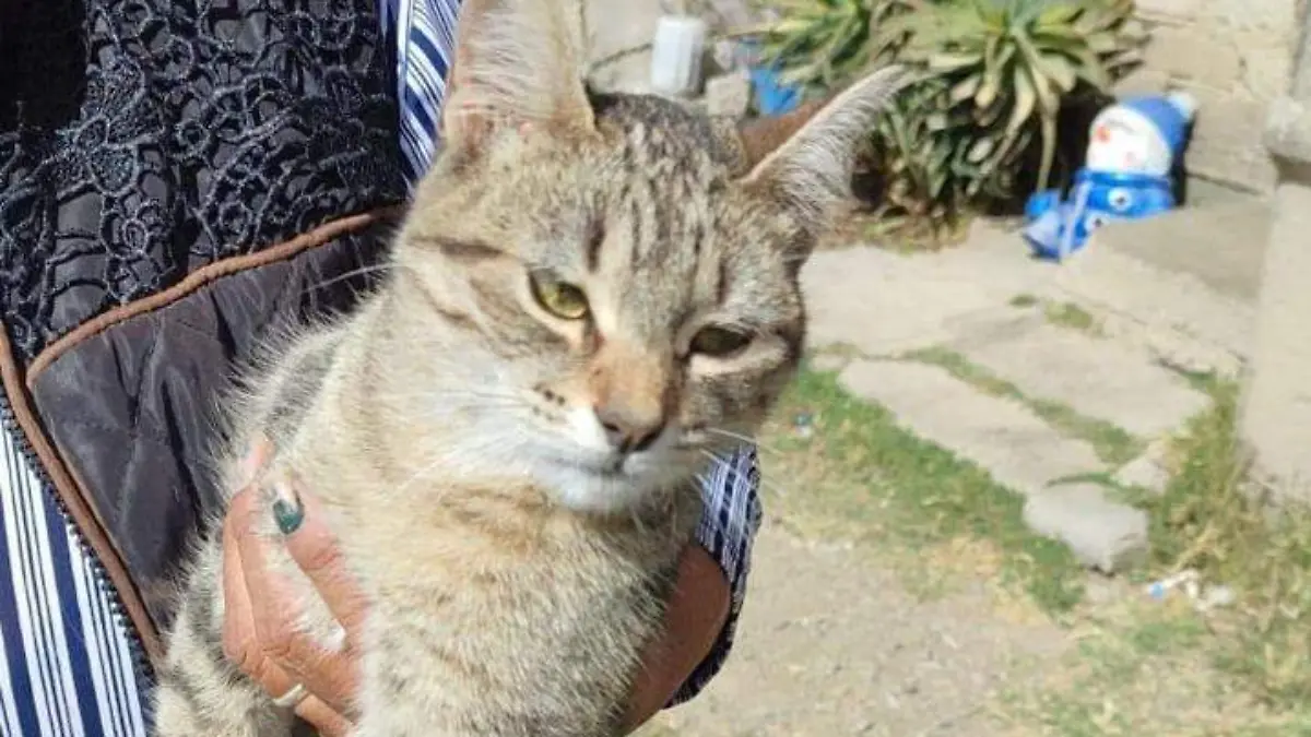 empadronamiento de mascotas