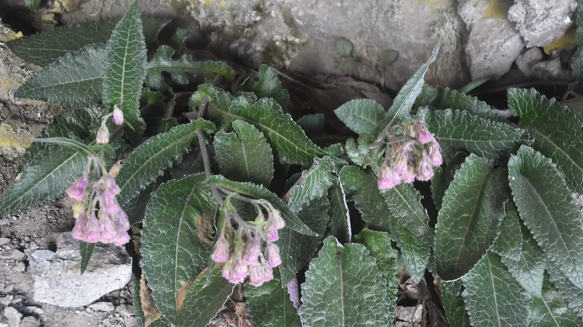 plantas, naturaleza, flor
