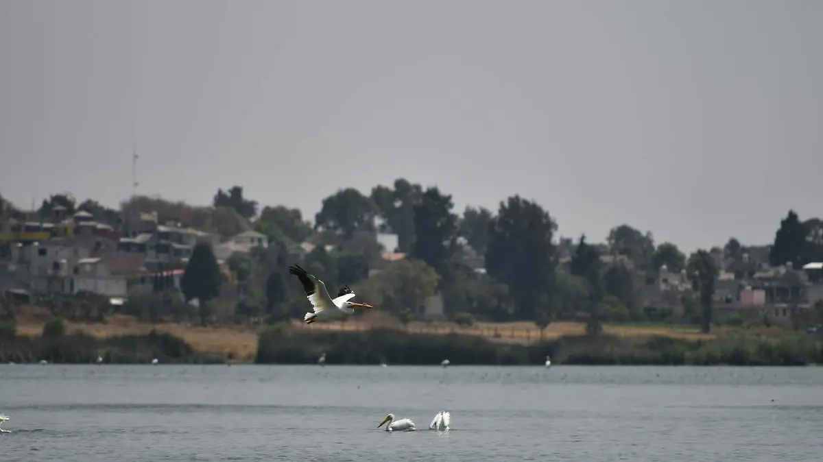 Laguna Acuitlapilco (3)