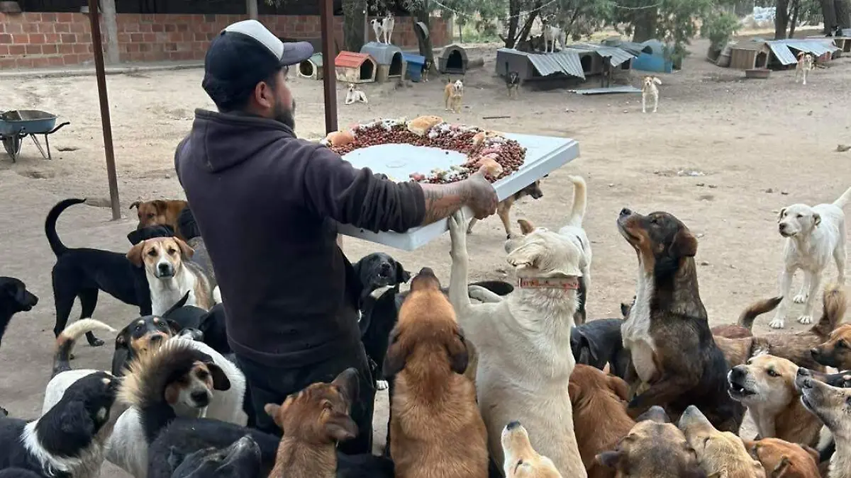 Los perros rescatados tlaxcala