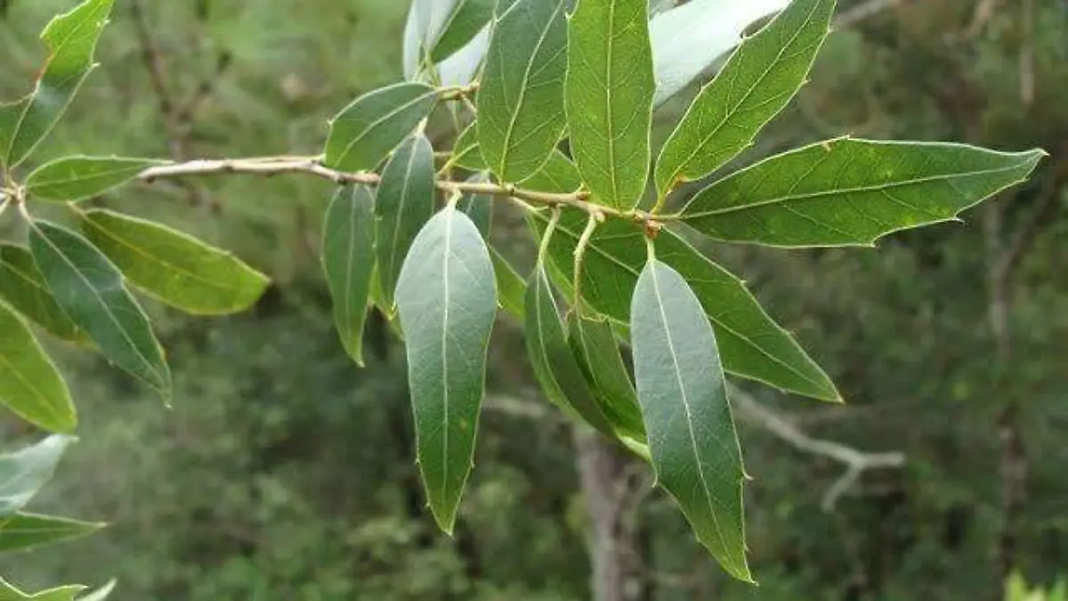 El encino laurelillo (Quercus laurina)