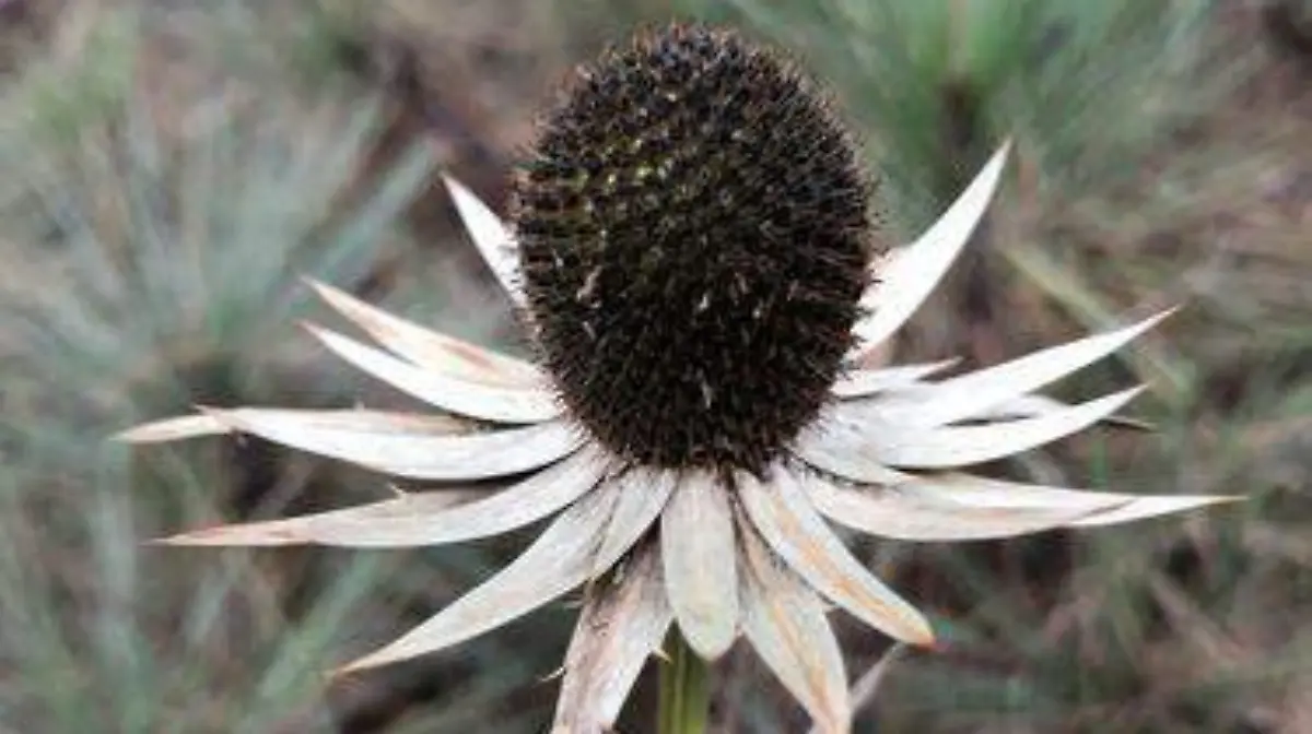 La rosa de las nieves (Eryngium monocephalum)