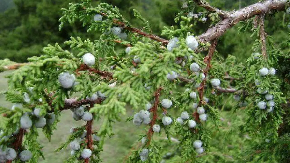 El enebro azul (Juniperus montícola) 