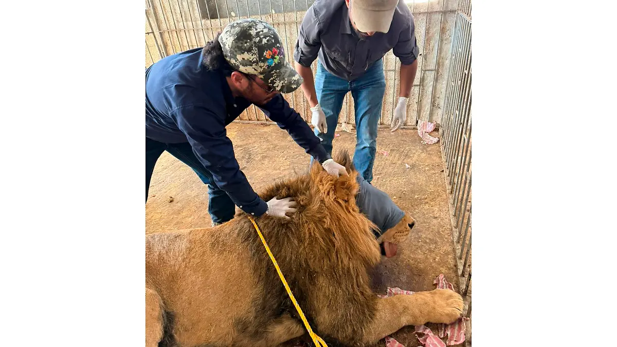 leones rescatados Zoológico del altiplano (1) 1