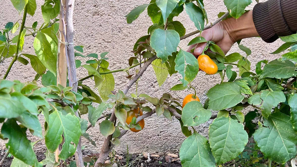 WhatsApp Image 2025-02-12 at 08.59.10