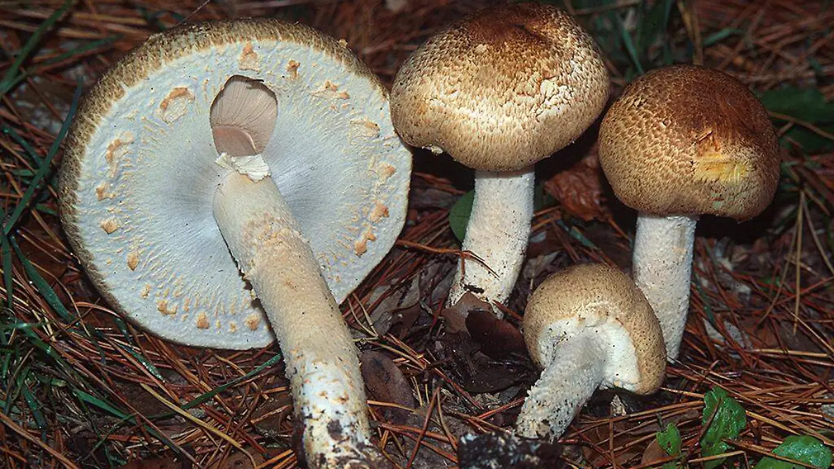 champiñón del bosque 