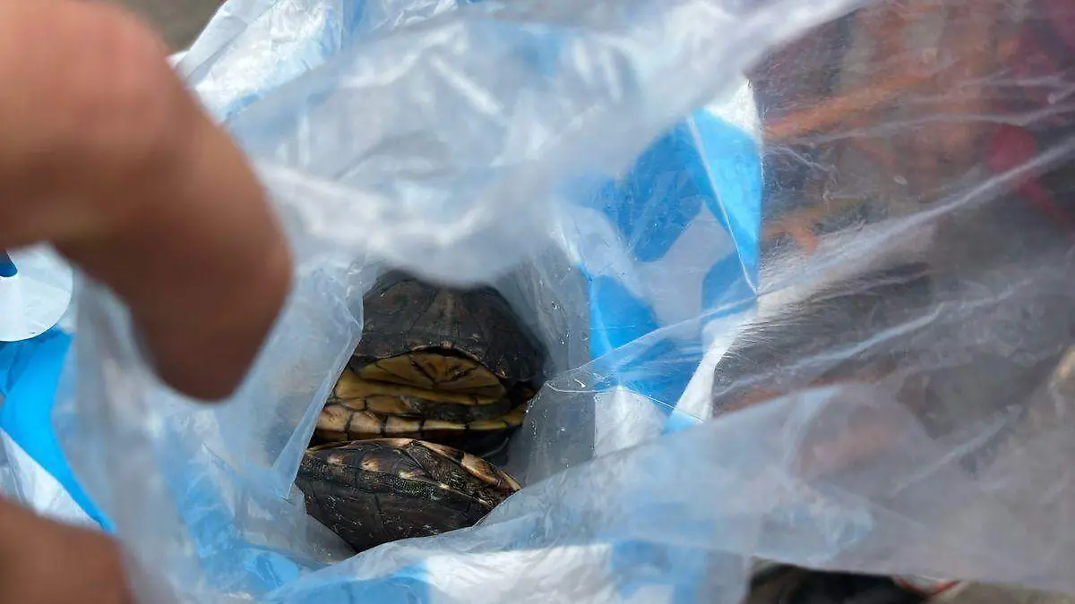 Tráfico ilegal tortugas (1)