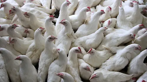 Gripe aviar en granja de EU