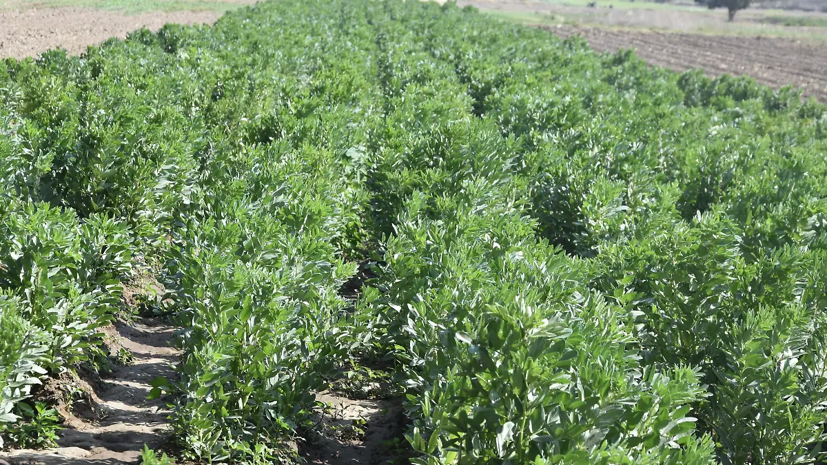 EXTENSOS CULTIVOS DE HABAS