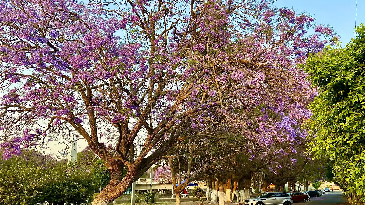Jacarandas ornamental 