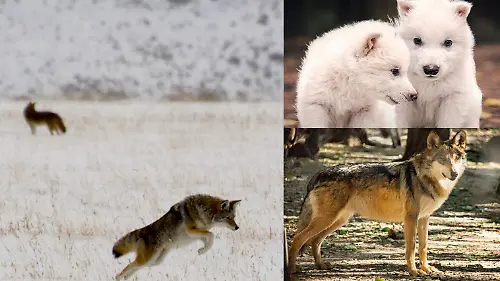 coyotes