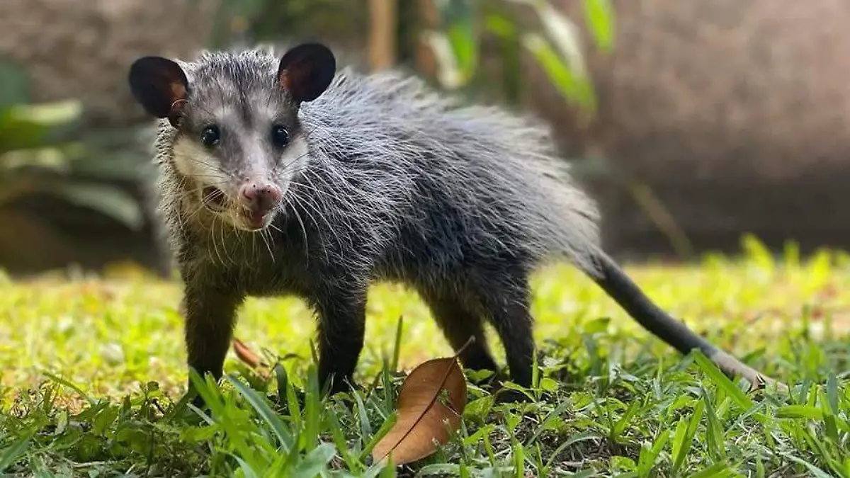 Tlacuaches en entorno urbano 