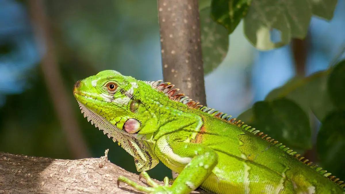 Iguana