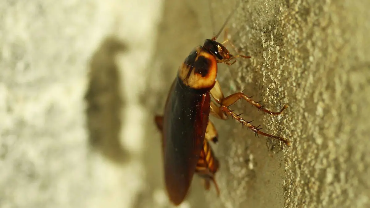 Cucaracha 1