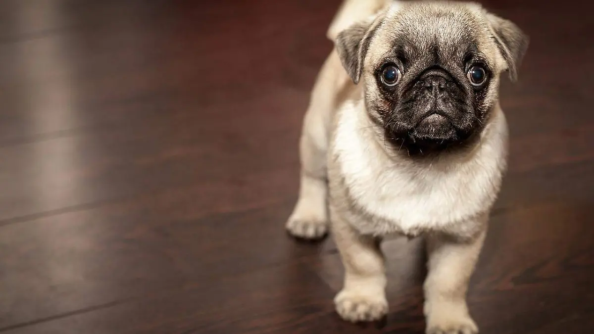 PERRO PUG