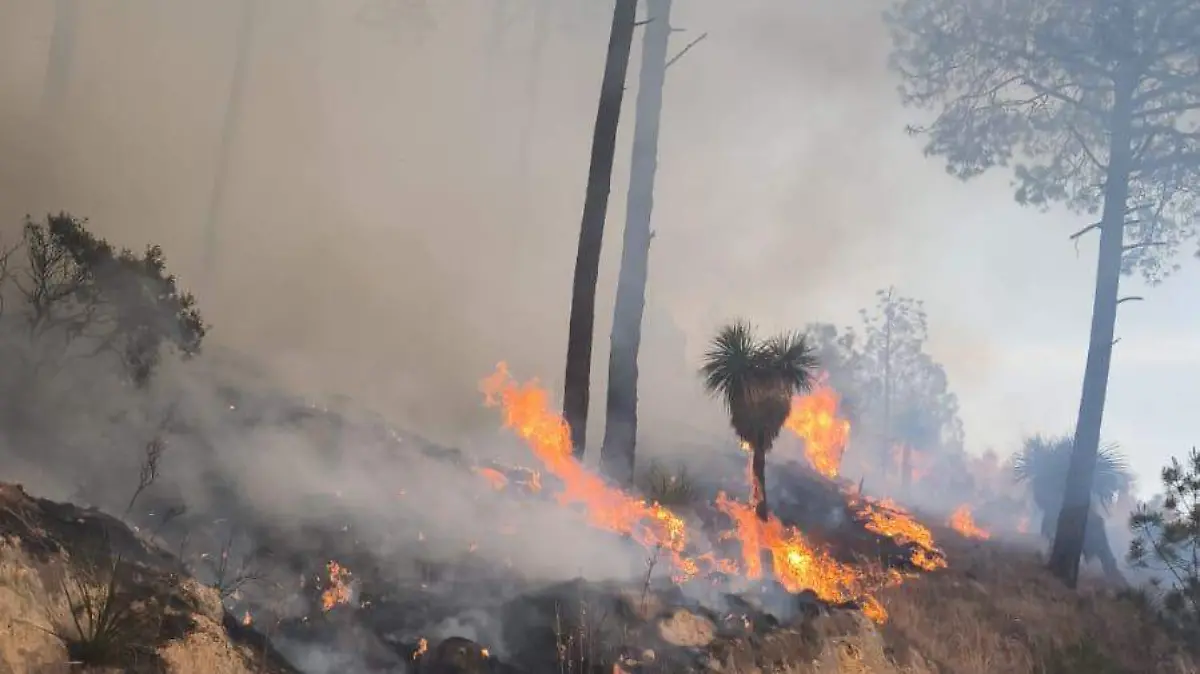 incendio forestal (4)