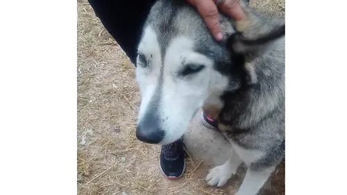 Nala perrita