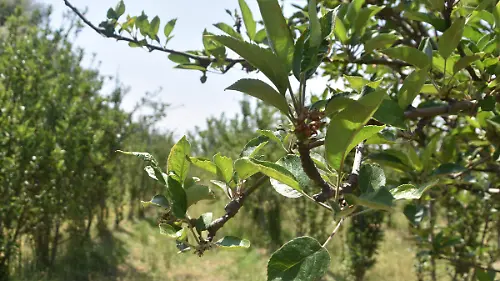 MANZANAS 1