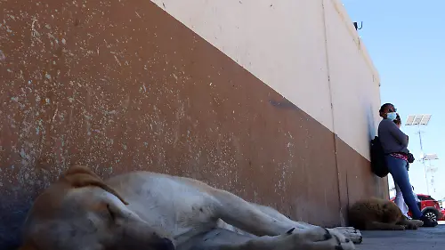 PERROS EN LA CAPITAL (2)