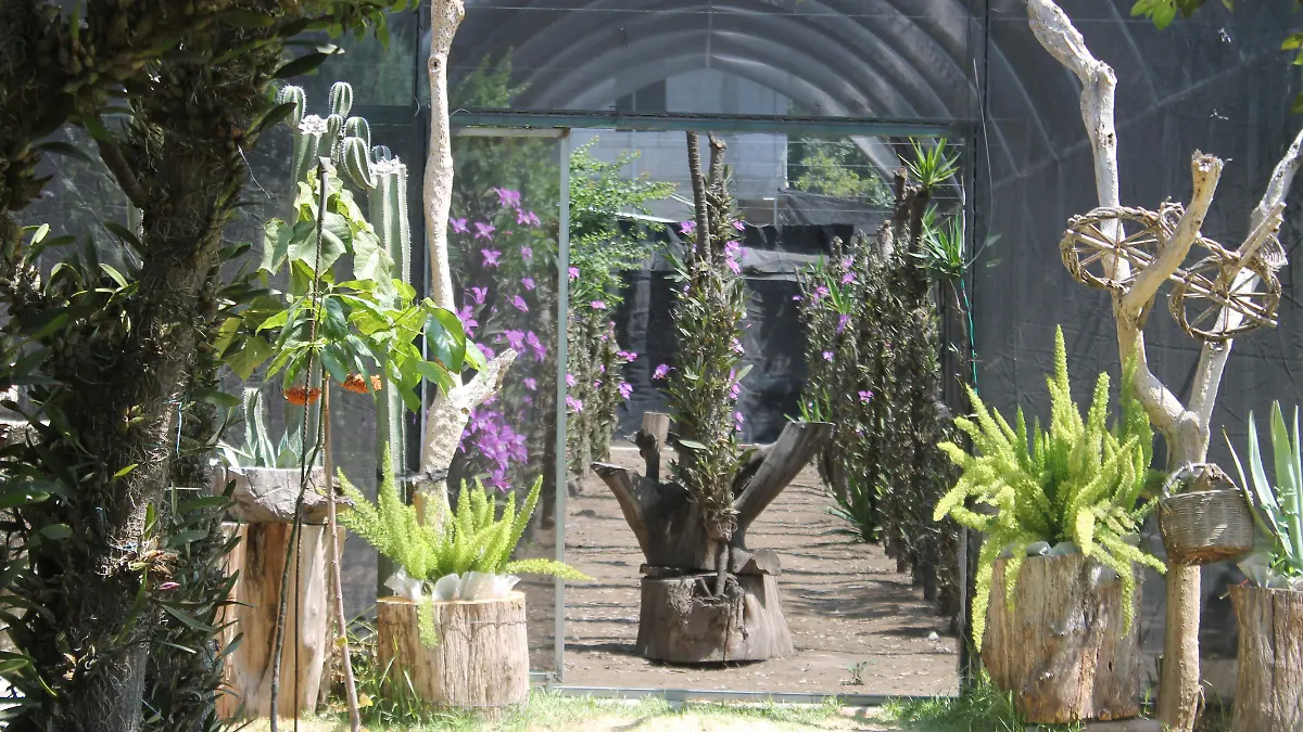 orqui
