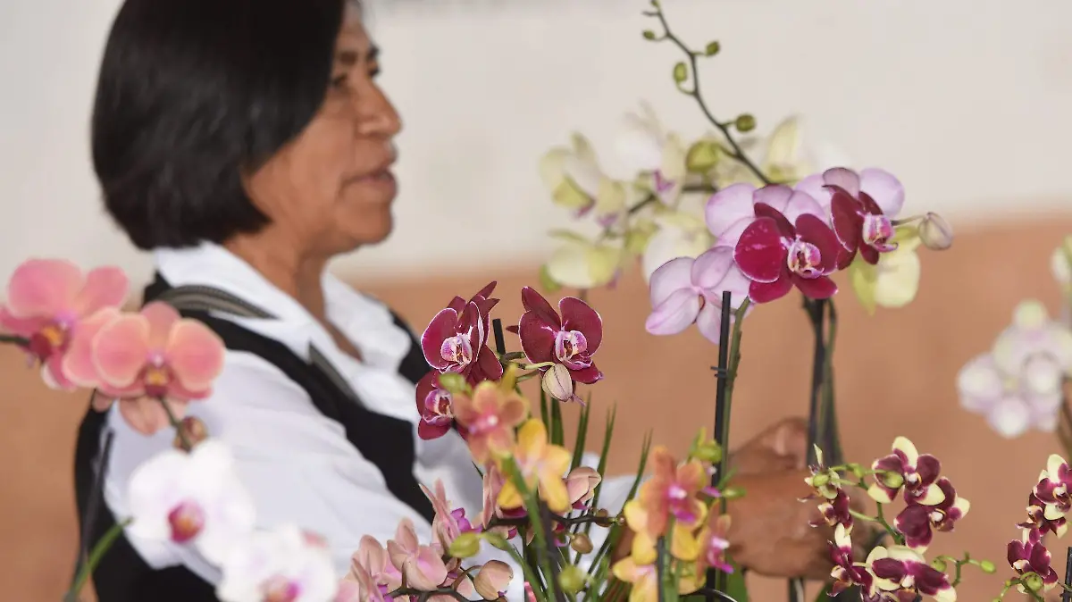 Flor orquídea2