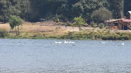 LAGUNA (4)