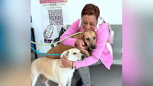 perros adoptados 1,1
