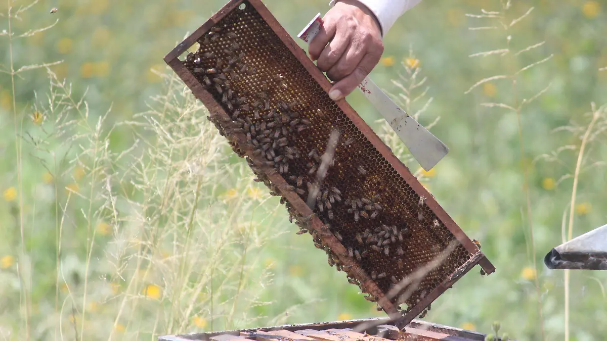 LA PRODUCCIÓN miel, abejas, apicultura
