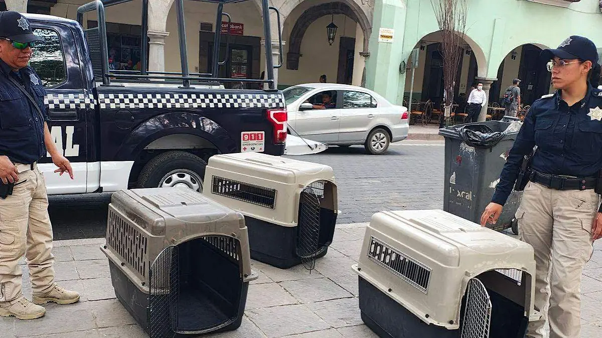 PERROS CAPITAL  (2)