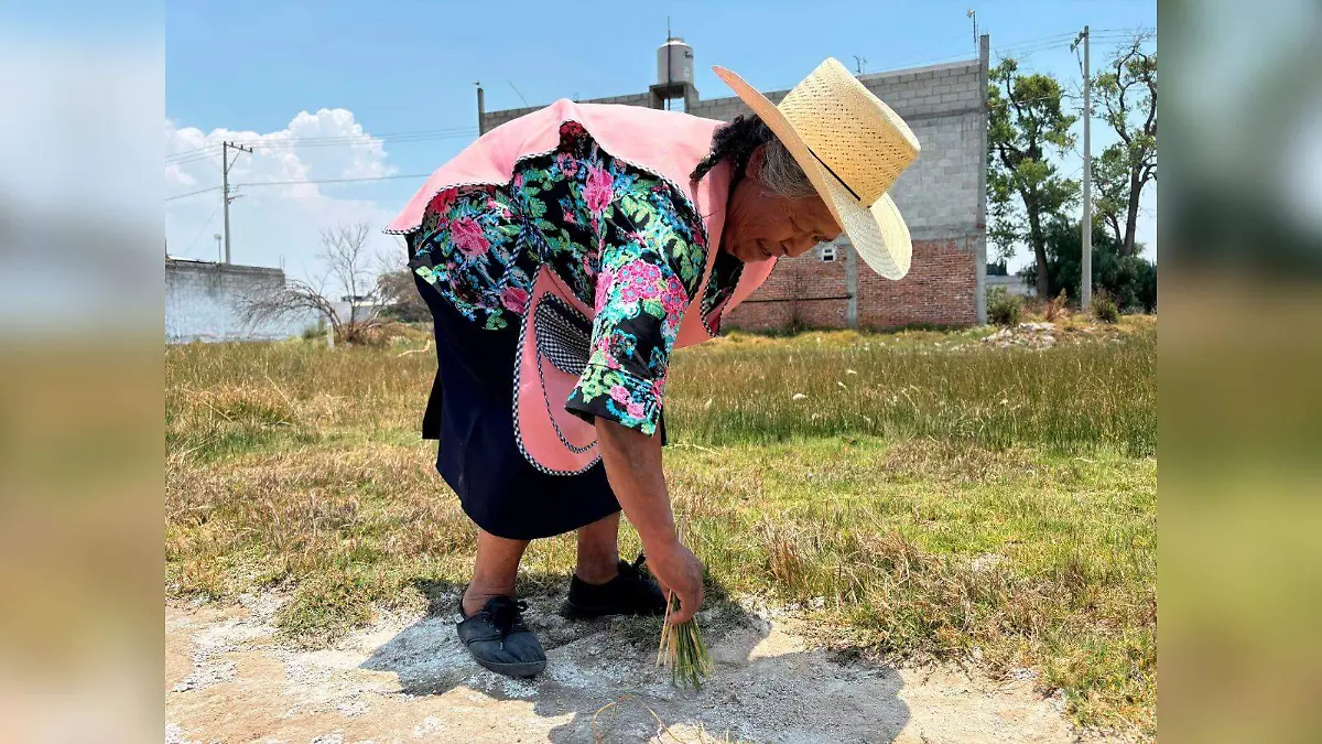 nopalucan 7