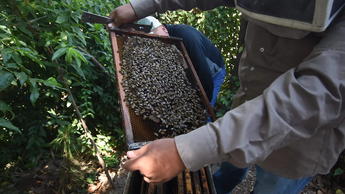 APIARIO PAPALOTLA (4)