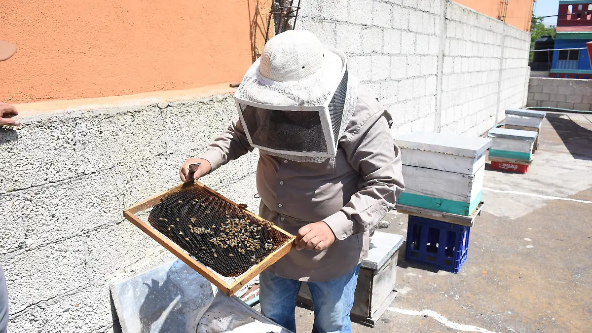 APIARIO PAPALOTLA (5)