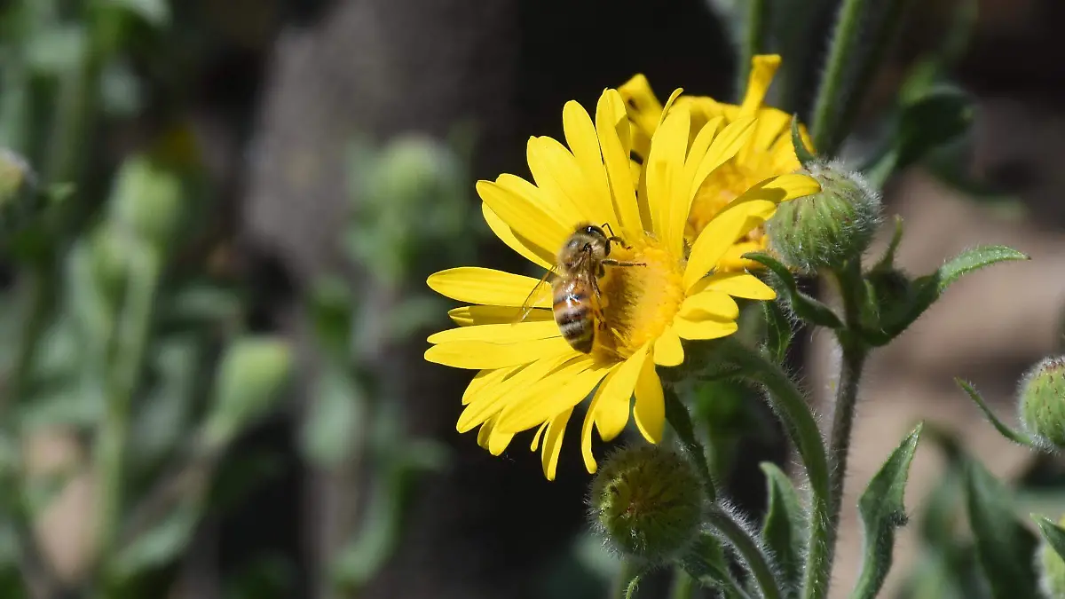 APIARIO PAPALOTLA (7)