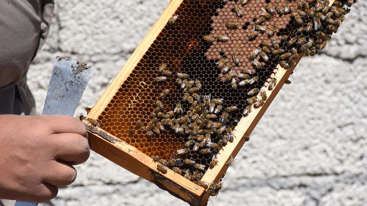 APIARIO PAPALOTLA (6)