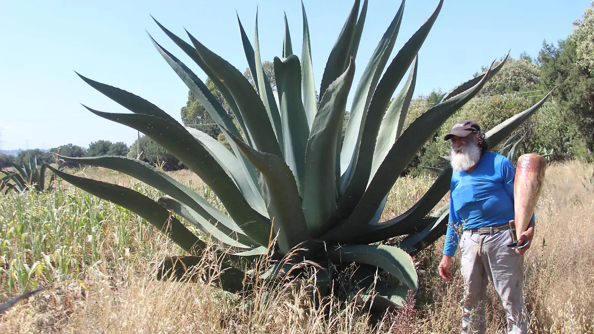 MAGUEY 4