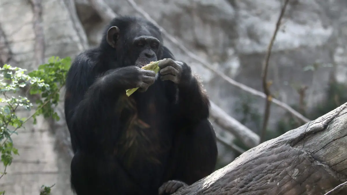 293868_Chimpances_impreso