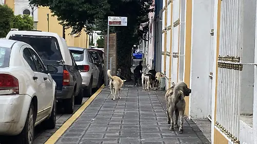 PERROS (1)