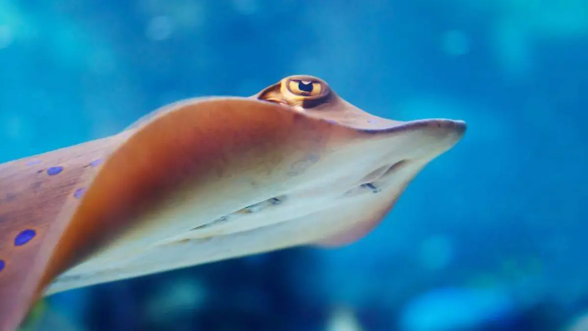 Mantarraya
