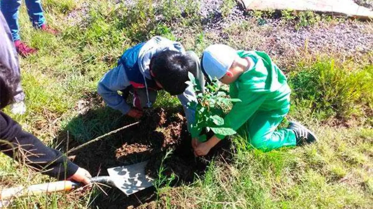 Reforestación-1