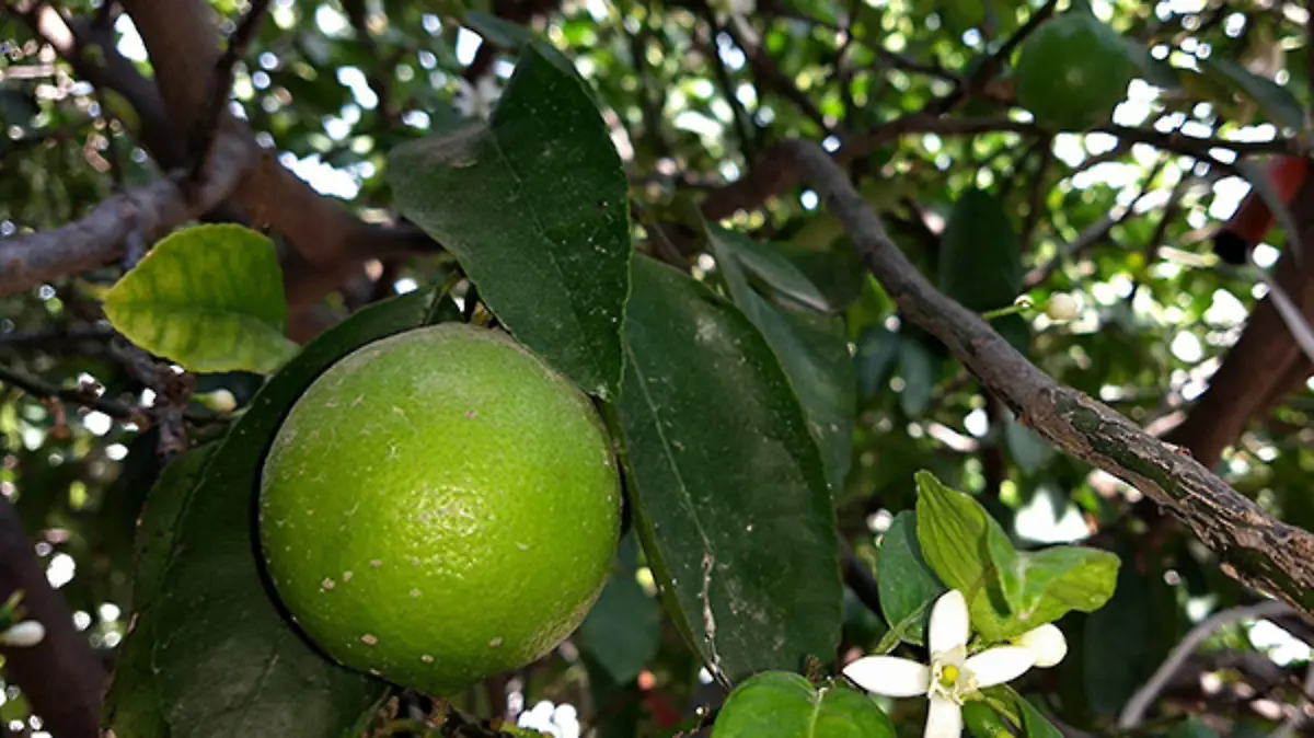 limon