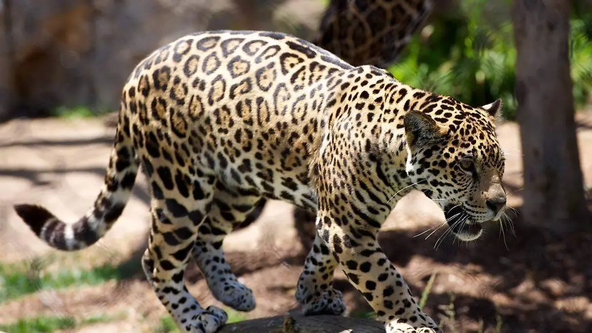 LEOPARDO