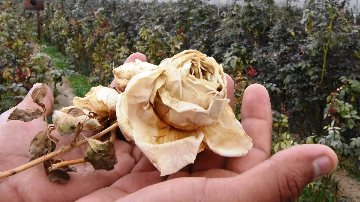 ROSAS 4