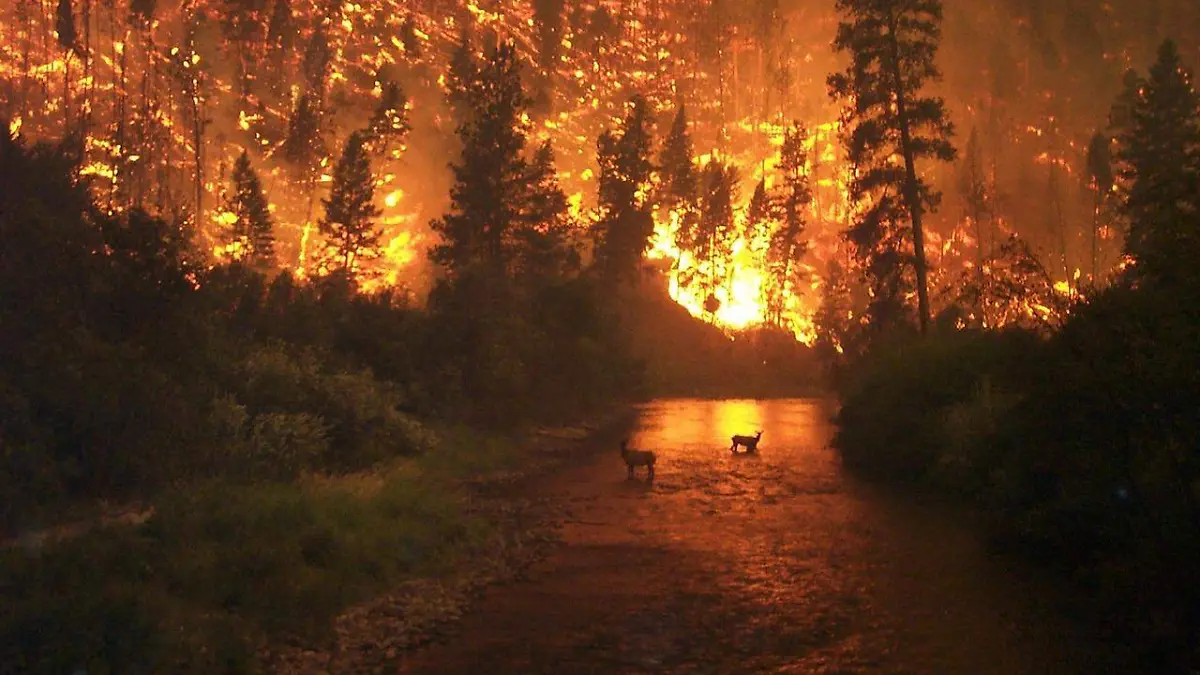 forest-fire-DESASTRES