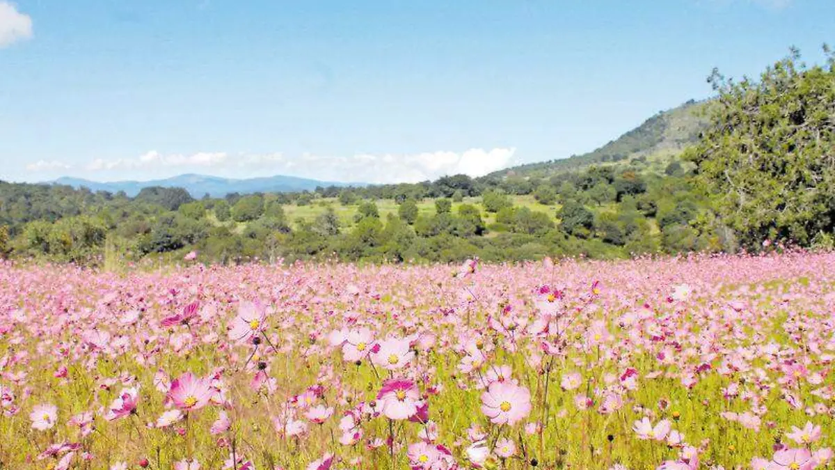GetImageContent[4]